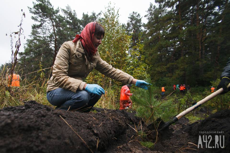 Почти 6 миллионов деревьев высадили в 2019 году в Кузбассе - gazeta.a42.ru - Кемеровская обл. - Экология