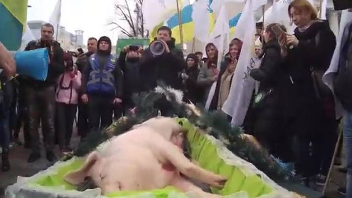 Денис Марчук - Аграрии Украины подложили к Раде свинью в гробу - vesti.ru - Киев