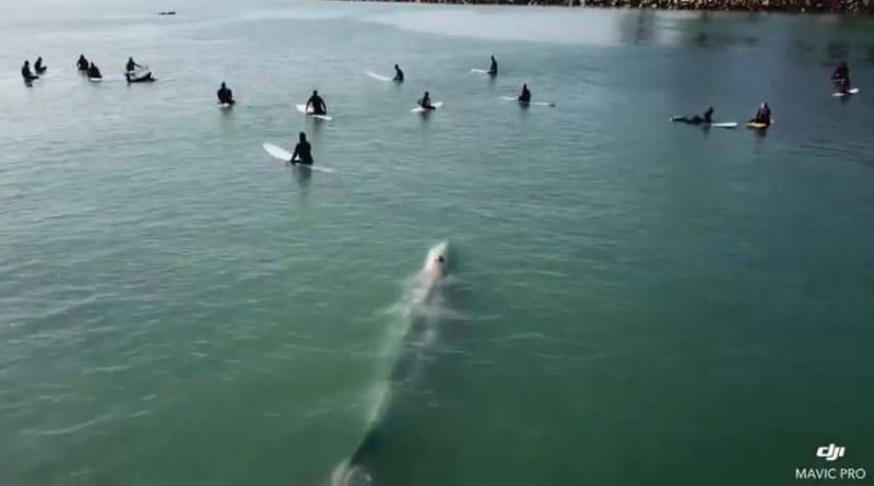 Редчайшее видео: огромный кит спокойно плывет под группой ничего не подозревающих серферов - usa.one - шт. Калифорния