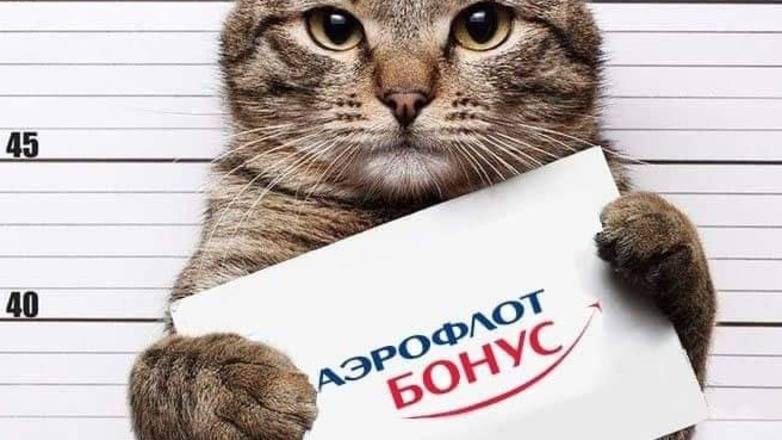 Михаил Галин - За кота ответишь! Рунет наводнили фотожабы, высмеивающие "Аэрофлот" - newizv.ru