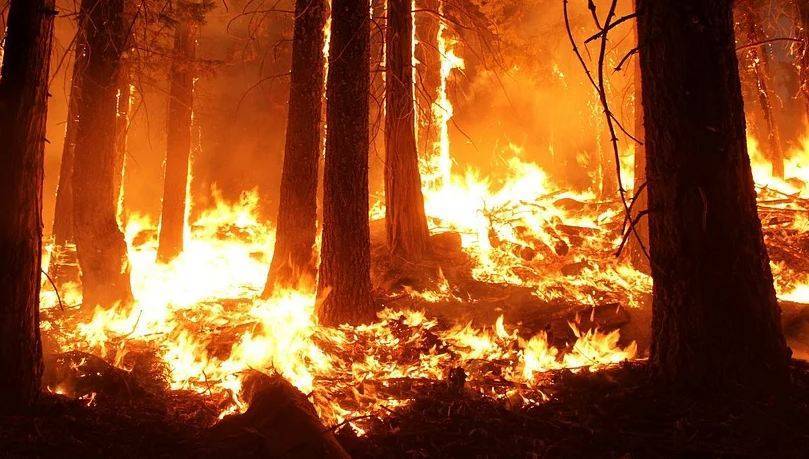 Ралли Австралии отменили из-за сильного лесного пожара. ВИДЕО - Cursorinfo: главные новости Израиля - cursorinfo.co.il
