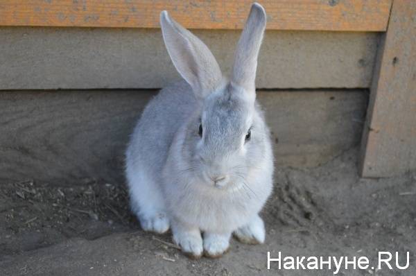 В Урае в огне погибли 50 кроликов и 13 коз - nakanune.ru