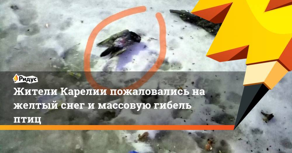 Жители Карелии пожаловались на&nbsp;желтый снег и&nbsp;массовую гибель птиц - ridus.ru - Карелия - Сегежа
