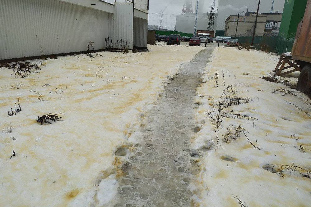 В карельском городе Сегеже выпал желтый снег и массово гибнут птицы - theins.ru - Сегежа