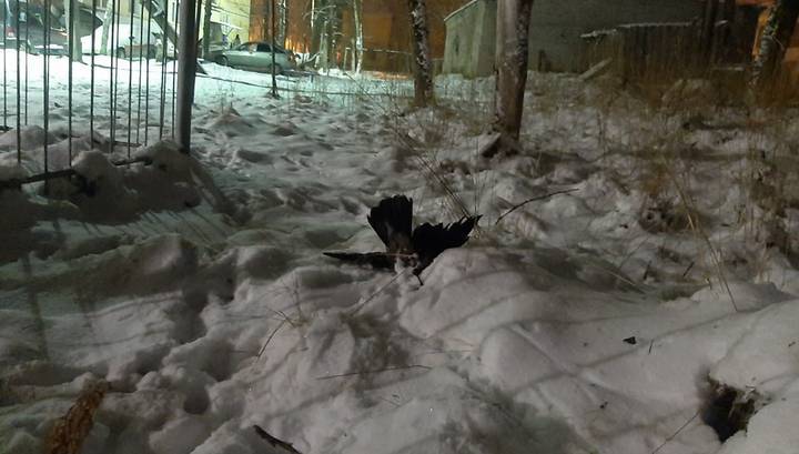 Мертвые птицы и желтый снег: комментарий карельского ЦБК - vesti.ru - Сегежа