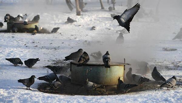 В карельской Сегеже зафиксировали массовую гибель птиц - newtvnews.ru - Сегежа