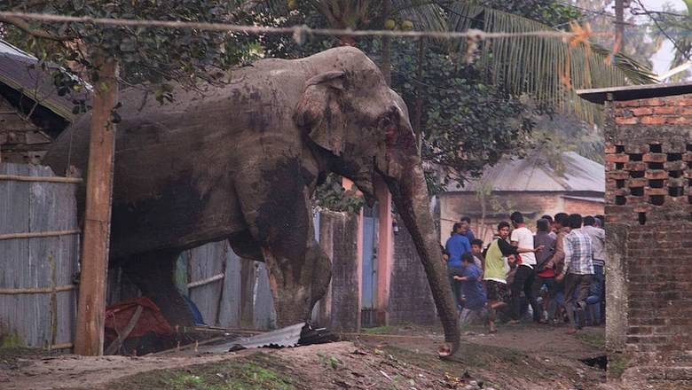 Усама Бен-Ладен - В Индии умер слон-убийца, которого звали бен Ладен - newizv.ru
