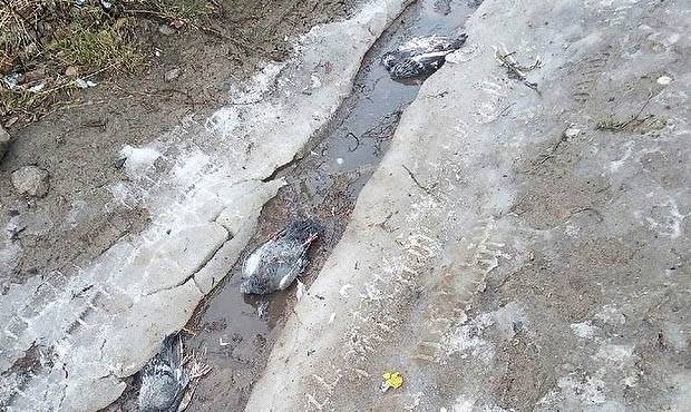 Жители Сегежа сообщили о выпавшем желтом снеге и массовой гибели птиц - og.ru - Сегежа