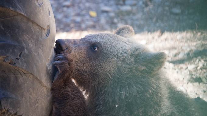 Во Всеволожском районе третьи сутки ловят пропавшего медвежонка - piter.tv