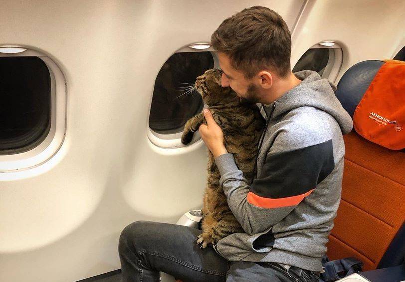 Александр Юрчик - Минтранс изучит ситуацию с толстым котом на рейсе «Аэрофлота» - vm.ru - Россия