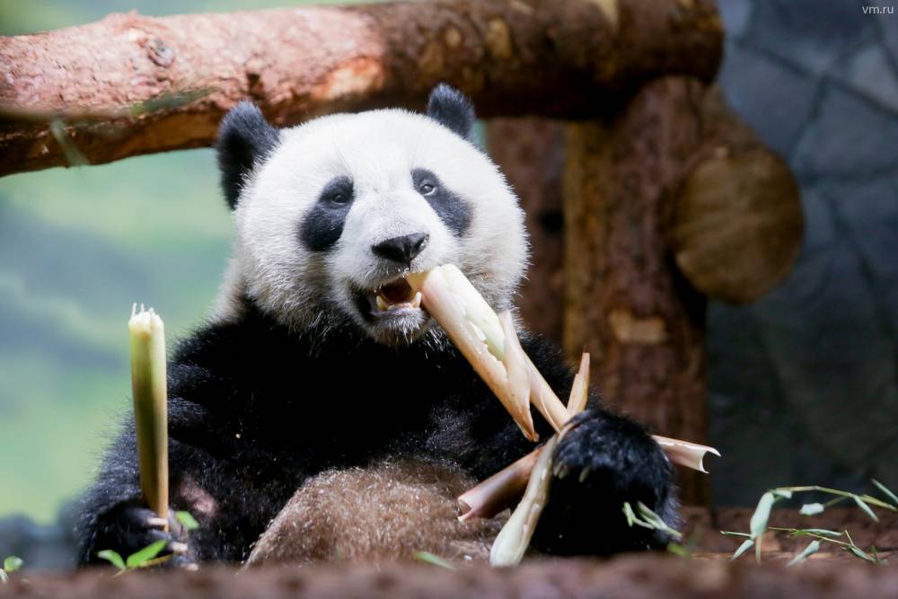 Московский зоопарк установит новые камеры для наблюдения за пандами - vm.ru - Китай