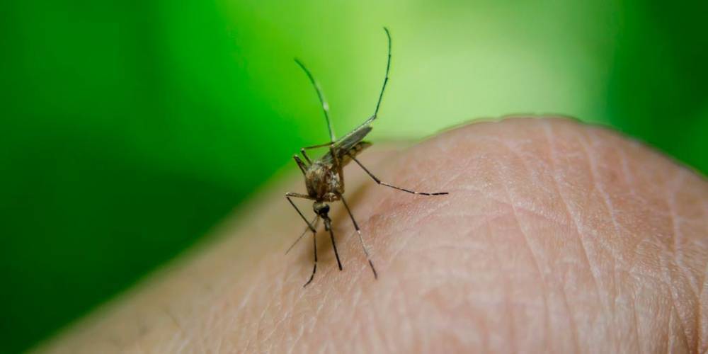 Почему одних людей комары кусают чаще других? - detaly.co.il