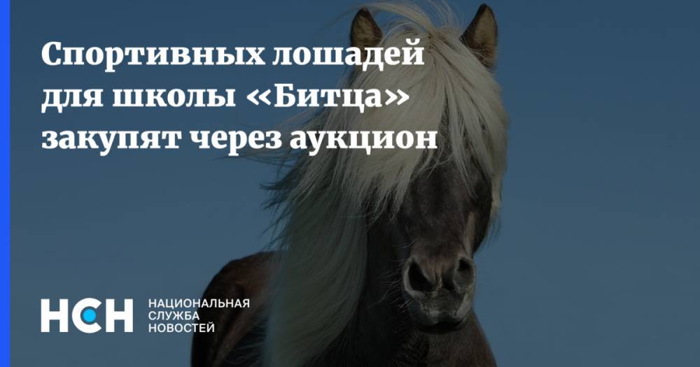 Геннадий Дегтев - Спортивных лошадей для школы «Битца» закупят через аукцион - nsn.fm - Москва
