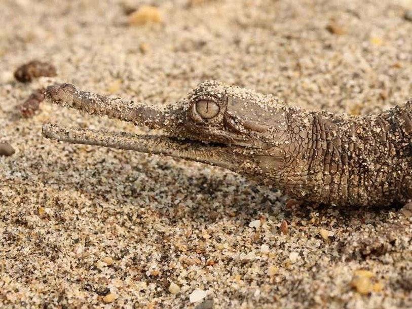 В Непале нашли место размножения самых редких в мире крокодилов - polit.ru