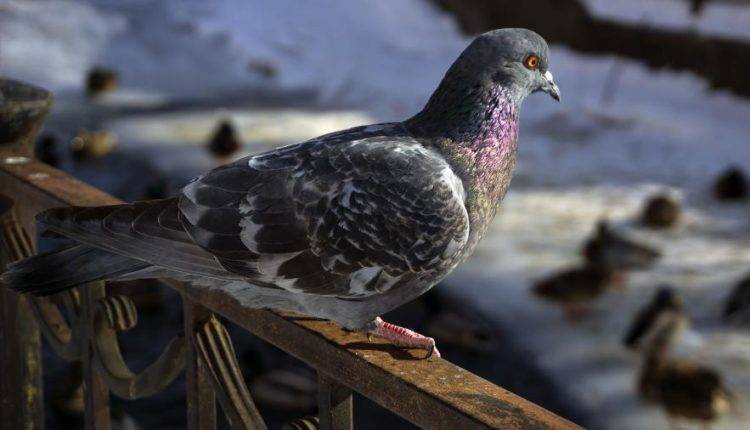 Орнитолог прокомментировал гибель птиц от орнитоза в Карелии - newtvnews.ru - Сегежа