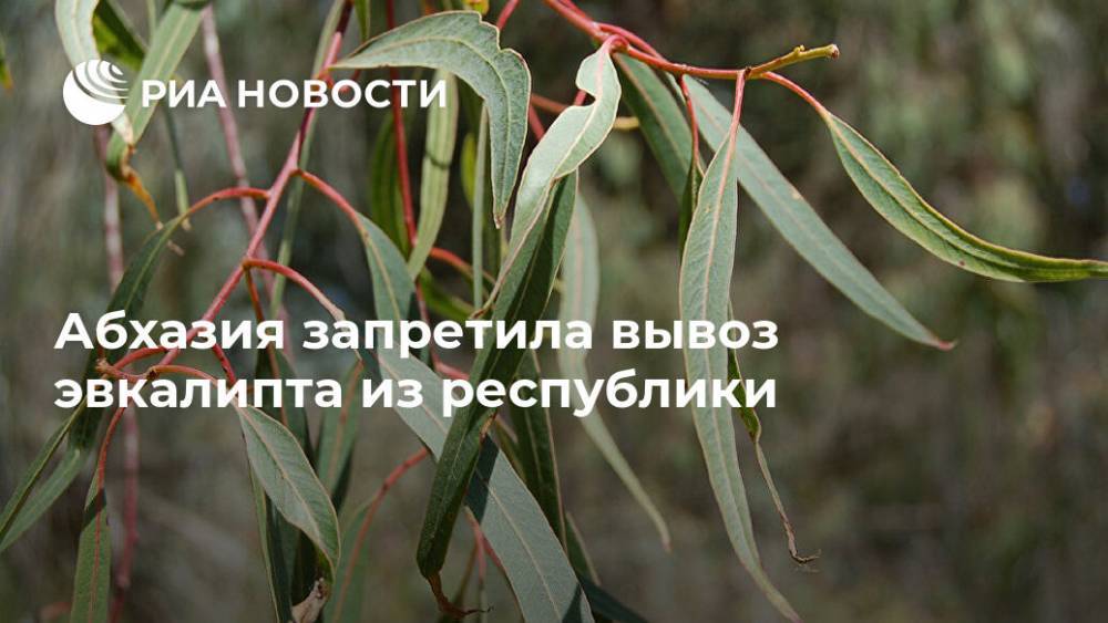 Абхазия запретила вывоз эвкалипта из республики - ria.ru - Апсны - Сухум
