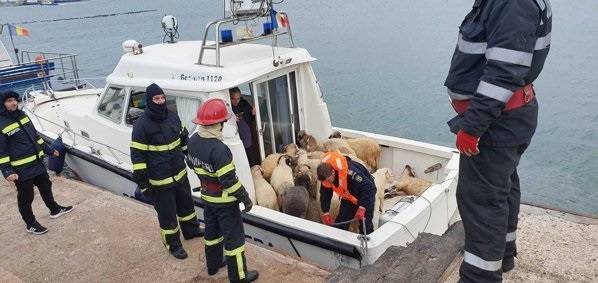 У берегов Румынии потерпело бедствие судно с тысячами овец на борту - Cursorinfo: главные новости Израиля - cursorinfo.co.il - Румыния - Сербия - Палау - Черное Море