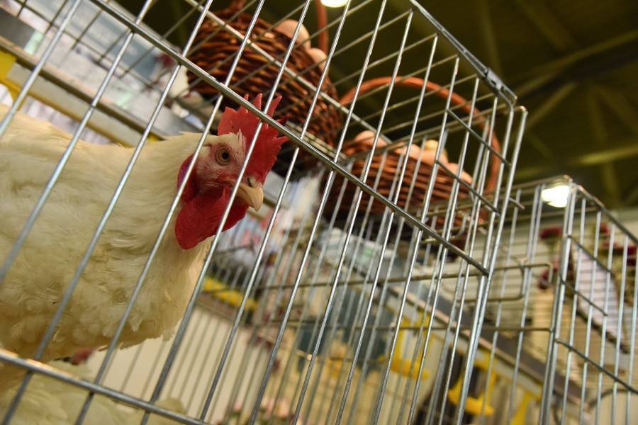 Россияне отказываются от свинины и переходят на курицу - m24.ru