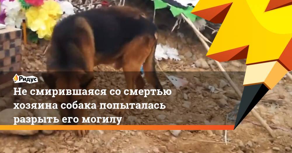 Не&nbsp;смирившаяся со&nbsp;смертью хозяина собака попыталась разрыть его могилу - ridus.ru - Китай - провинция Шэньси