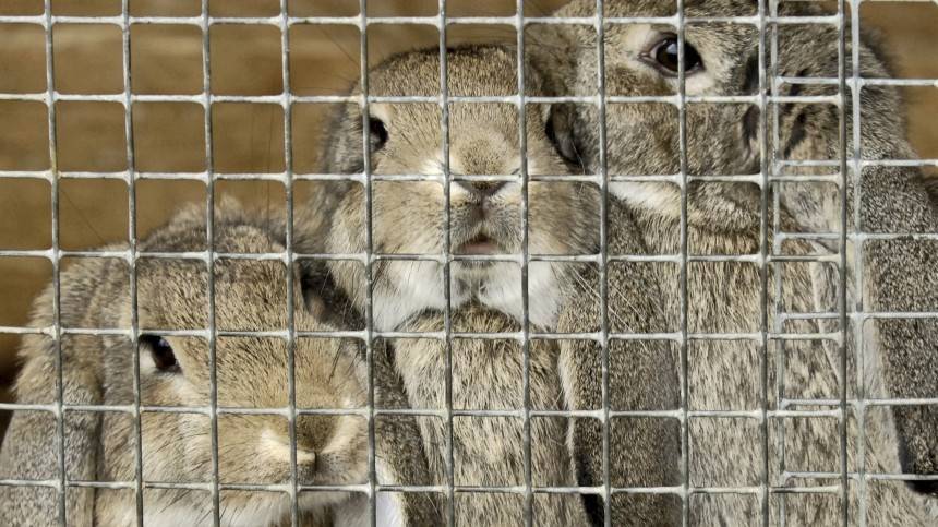 Десять тысяч кроликов погибло при пожаре на ферме под Саратовом - 5-tv.ru - Саратовская обл.