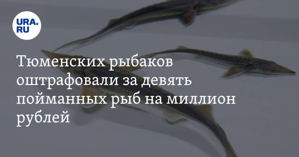 Тюменских рыбаков оштрафовали за девять пойманных рыб на миллион рублей - ura.news - Тюменская обл. - район Уватский