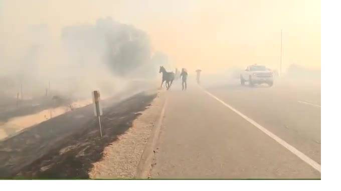 Трогательное видео из Калифорнии: Конь вернулся в огонь, чтобы спасти лошадь и жеребенка - piter.tv - шт. Калифорния