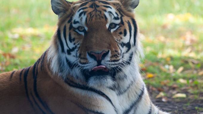 Амурский тигр напал на охотника в Приморье - piter.tv - Приморье край