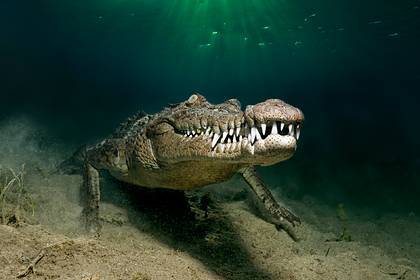 Трехметровый крокодил подкрался и схватил рыбака за ногу - lenta.ru - Manila