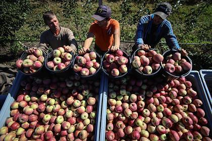 Антон Велиховский - Более 100 тонн яблок собрали в ходе экоакции в Подмосковье - lenta.ru - Московская обл.