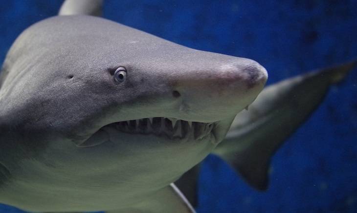 Пропавшего туриста нашли в желудке акулы - mirnov.ru - Шотландия - Реюньон