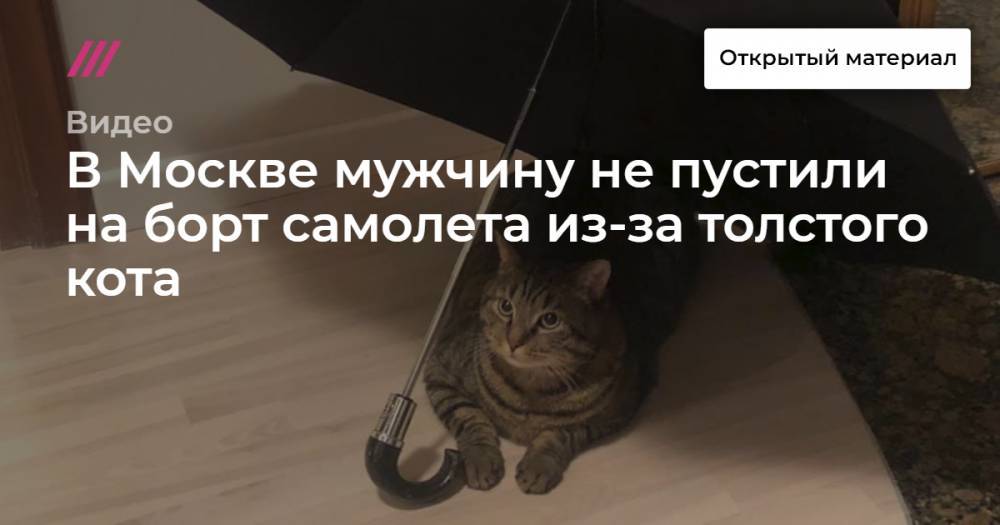 Михаил Галин - В Москве мужчину не пустили на борт самолета из-за толстого кота - tvrain.ru - Владивосток