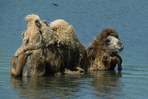 В Китае в природу выпустили четырех верблюдов-бактрианов - trud.ru - Китай - провинция Ганьсу