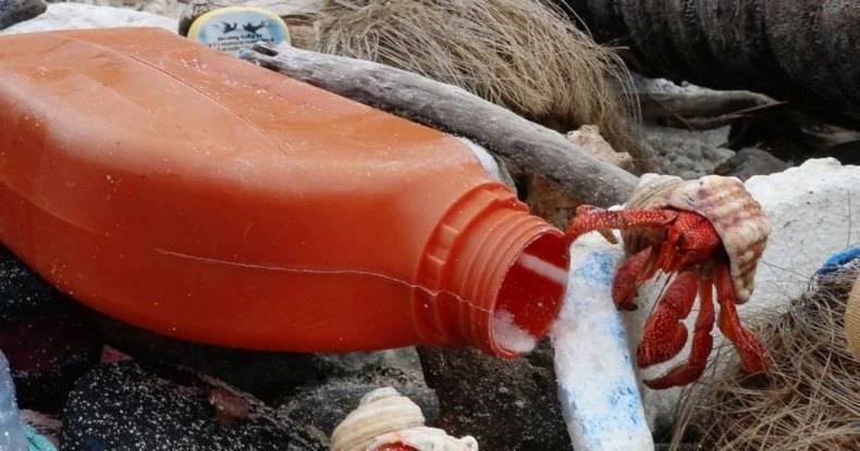 Пластиковый мусор убивает миллионы раков-отшельников: ловчие ямы - popmech.ru - Австралия - Экология