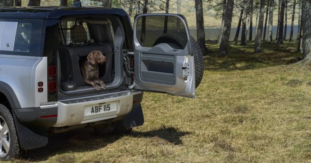 Надёжность автомобилей проверят собачьей лапой - popmech.ru