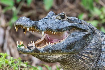 Крокодил перекусил мужчину пополам - lenta.ru - Indonesia - Jakarta