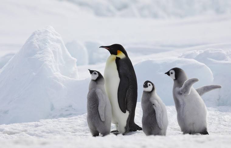 Учёные считают, что раньше пингвины умели летать - news.ru - Новая Зеландия