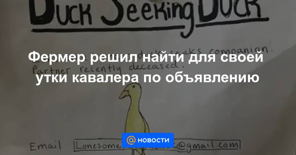Фермер решил найти для своей утки кавалера по объявлению - news.mail.ru - USA - штат Мэн