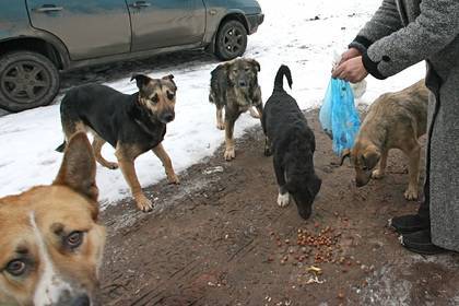 В России нашли обглоданный собаками труп ребенка - lenta.ru - Россия - Уфа - Ufa