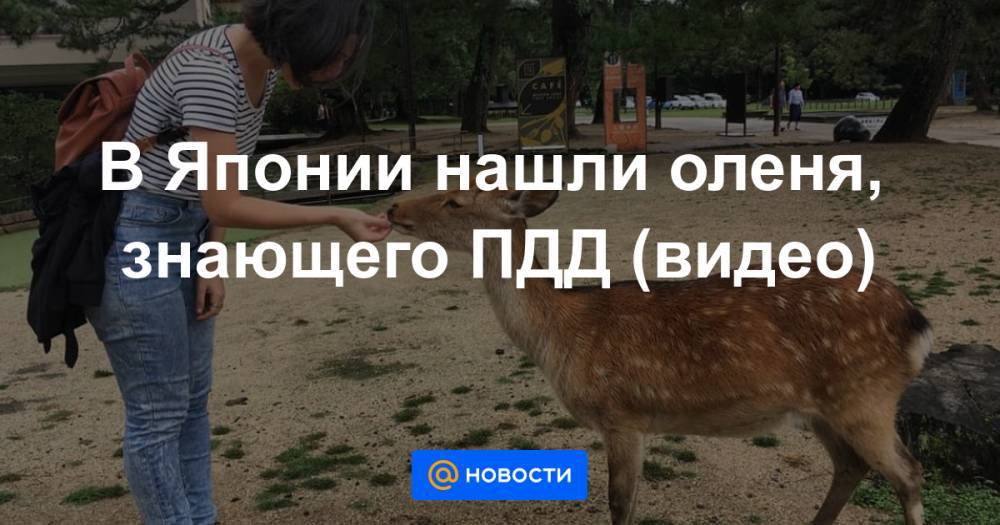 В Японии нашли оленя, знающего ПДД (видео) - news.mail.ru - Япония - Нара
