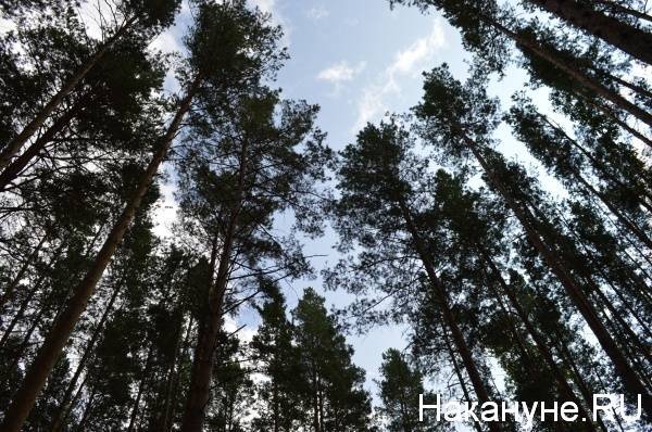 На Южном Урале упавшее дерево убило мужчину - nakanune.ru - Россия - Челябинская обл.