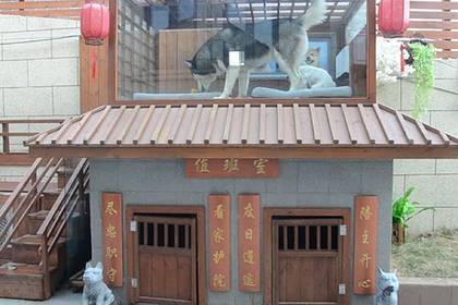 Китаец построил особняк для собак с дзен-садом и SPA-салоном - lenta.ru - Китай - провинция Цзянсу