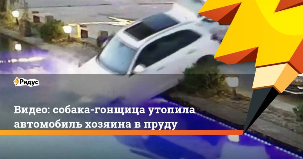 Видео: собака-гонщица утопила автомобиль хозяина в пруду - ridus.ru - Китай