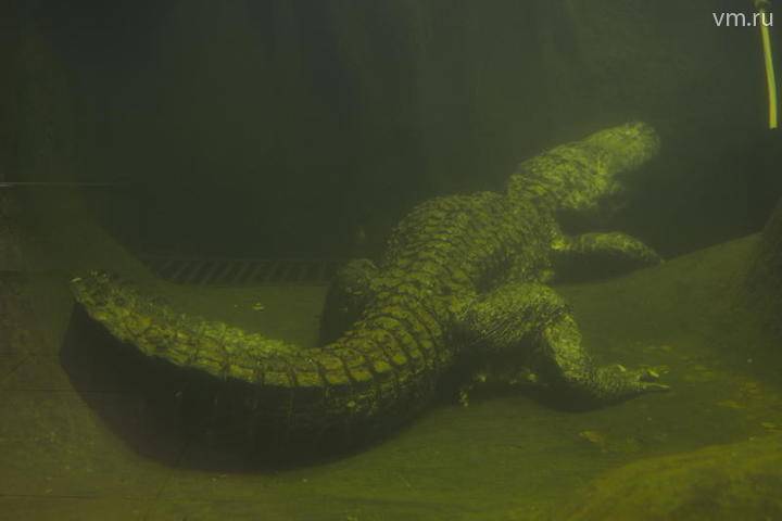 Кости вымершего крокодила-гиганта обнаружили в Венесуэле - vm.ru - Швейцария