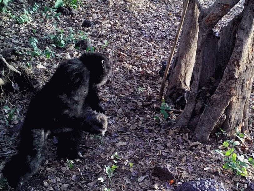 Шимпанзе бросают камни в деревья ради возникающих при этом звуков - polit.ru - Кот Дивуар - Либерия - Гвинея - Гвинея Бисау