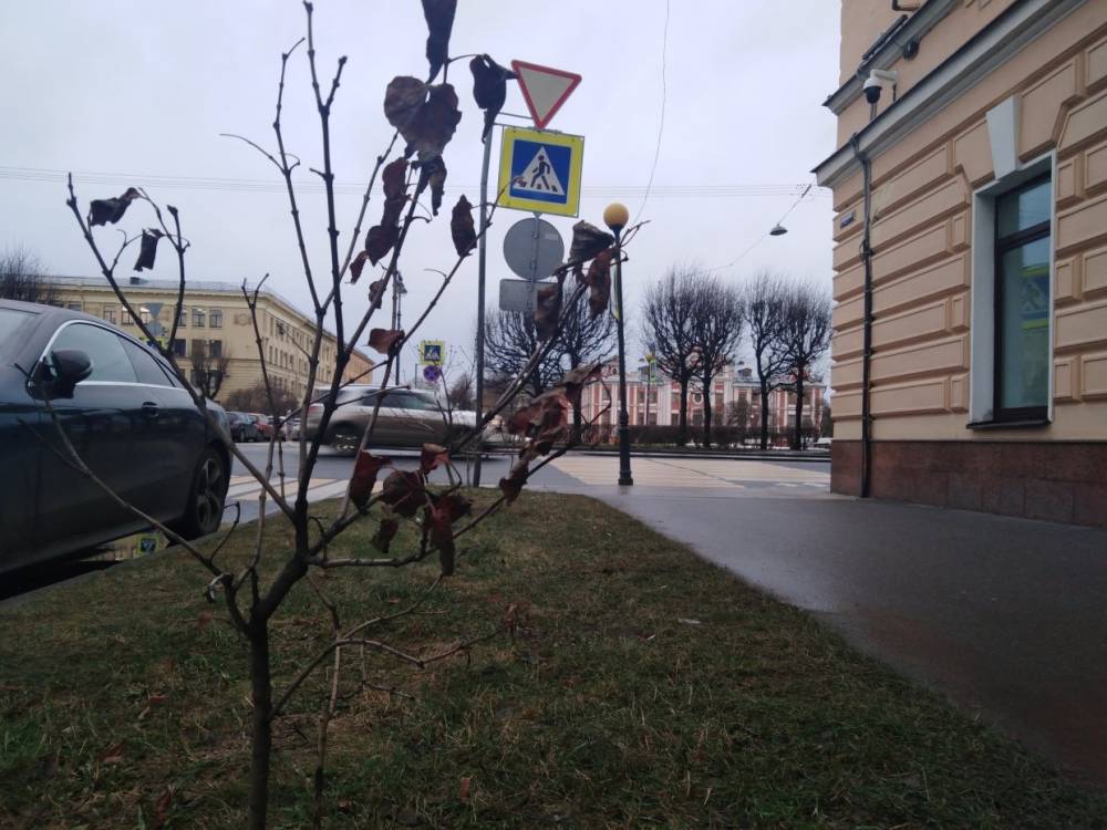 Михаил Леус - Петербургская теплая погода в декабре побила рекорд 63-летней давности - wvw.daily-inform.ru - Санкт-Петербург