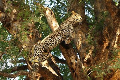 Леопард съел пятилетнего мальчика и ранил его друга - lenta.ru - India - штат Уттар-Прадеш