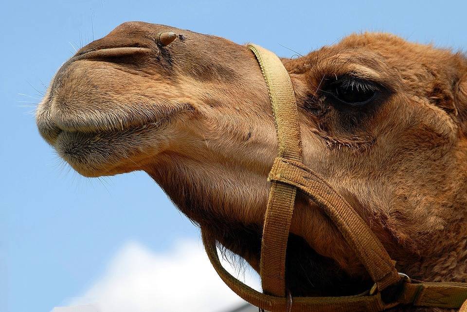 Две молодые верблюдицы получили постоянный вольер в Московском зоопарке - vm.ru
