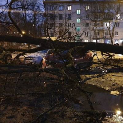 В Петербурге насчитали уже четыреста упавших деревьев, почти все они убраны с улиц - radiomayak.ru - Санкт-Петербург - район Красносельский