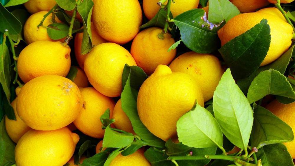 Лимон и оливковое масло избавят от боли в суставах - Cursorinfo: главные новости Израиля - cursorinfo.co.il