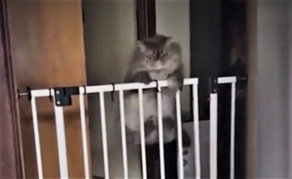 Неуклюжий кот попытался перепрыгнуть забор и рассмешил Сеть - vm.ru